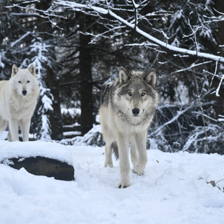 Black and white winter wolf wallpaper