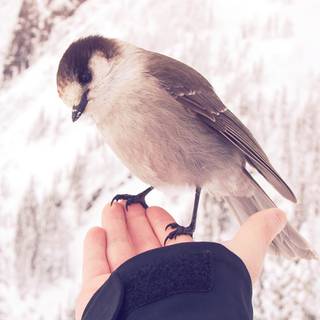 Winter birds phone wallpaper