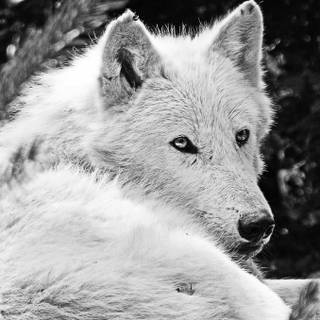 Black and white winter wolf wallpaper