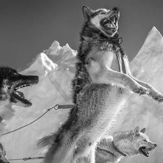 Black and white winter wolf wallpaper