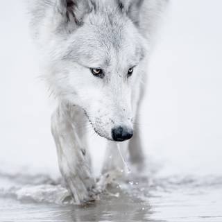 Black and white winter wolf wallpaper
