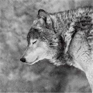 Black and white winter wolf wallpaper