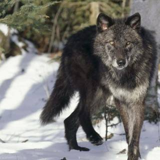 Black and white winter wolf wallpaper