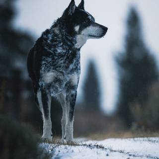 Black and white winter wolf wallpaper