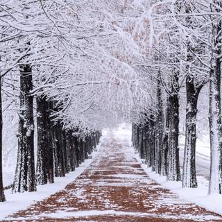 Korea winter desktop wallpaper