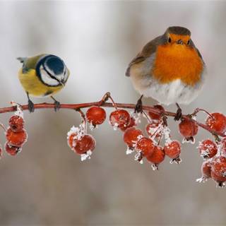 Winter birds desktop wallpaper