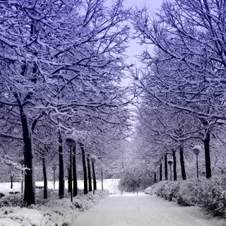 Korea winter desktop wallpaper