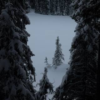 Black metal winter wallpaper