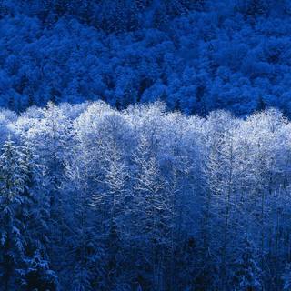 Windows XP winter wallpaper