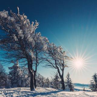 Winter sparkle scene wallpaper