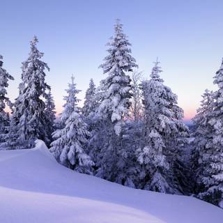 5k winter nature wallpaper