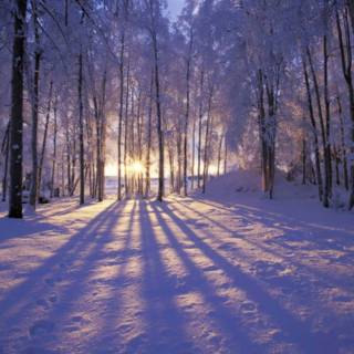 Pretty winter scenes wallpaper