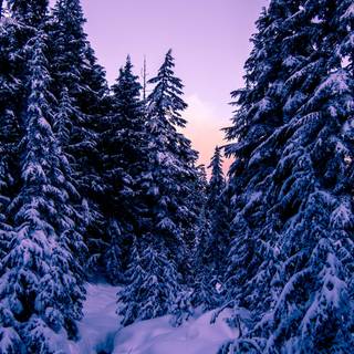 5k winter nature wallpaper