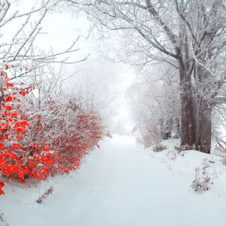 Pretty winter scenes wallpaper