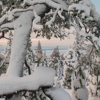 5k winter nature wallpaper