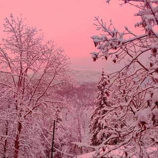 Winter pink snow wallpaper