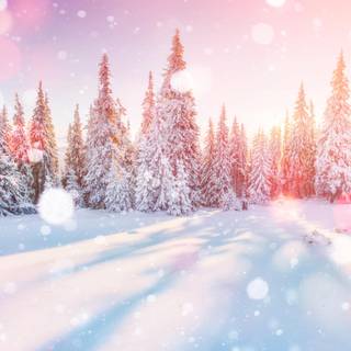 Winter pink snow wallpaper