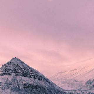 Winter pink snow wallpaper