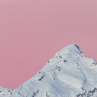 Winter pink snow wallpaper