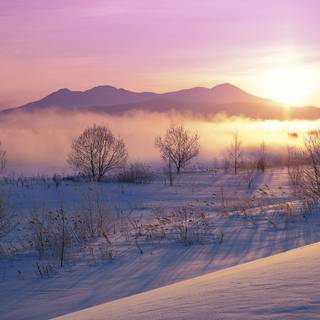 Winter pink snow wallpaper