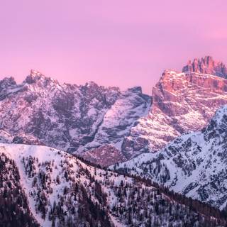 Winter pink snow wallpaper