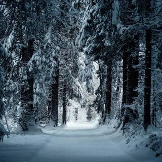 Night winter road wallpaper