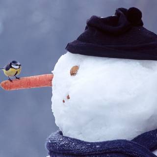 Winter desktop simple wallpaper