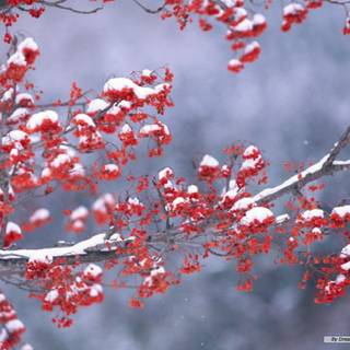 Winter desktop simple wallpaper