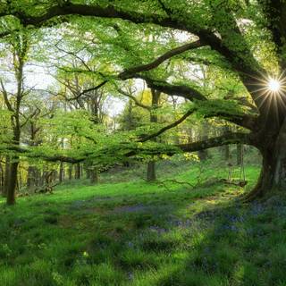 Ultrawide 4k spring wallpaper