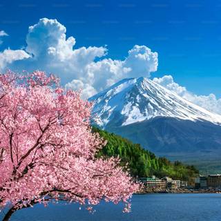 4k spring Japan wallpaper