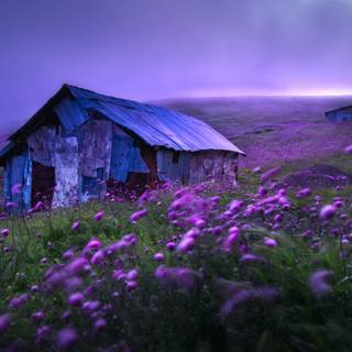 Ultrawide 4k spring wallpaper