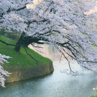 Cherry blossom spring desktop wallpaper