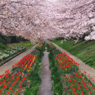 4k spring Japan wallpaper