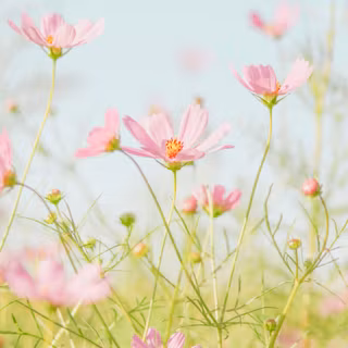 Cute simple spring wallpaper