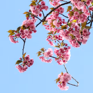 Cute simple spring wallpaper