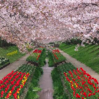 Ultrawide 4k spring wallpaper