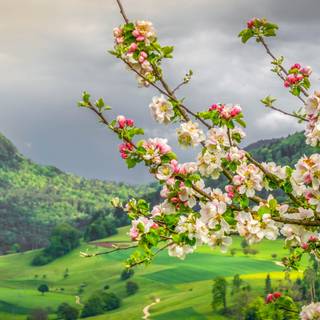 Spring Switzerland wallpaper