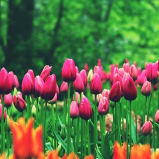 Ultrawide 4k spring wallpaper