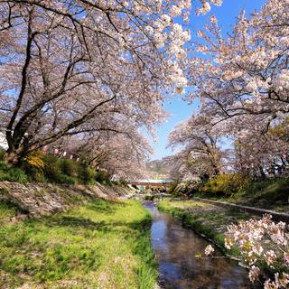 4k spring Japan wallpaper