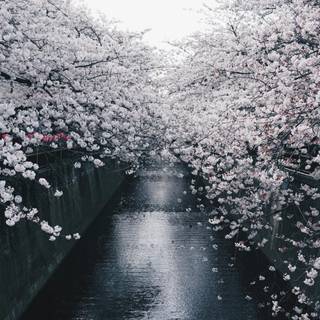 Ultrawide 4k spring wallpaper