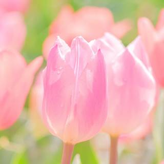 Ultrawide 4k spring wallpaper