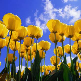 Ultrawide 4k spring wallpaper