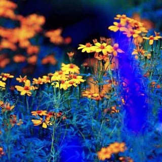 Ultrawide 4k spring wallpaper