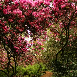 Spring Switzerland wallpaper