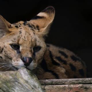 Serval cat wallpaper