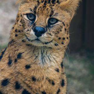 Serval cat wallpaper