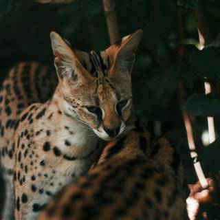 Serval cat wallpaper