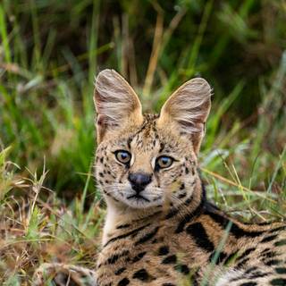 Serval cat wallpaper