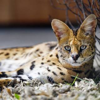 Serval cat wallpaper