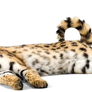 Serval cat wallpaper